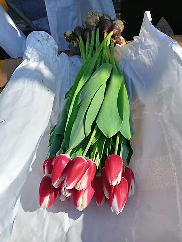 Цветы и букеты: Тюльпаны оптом с луковицей, срез «на луковице» из теплицы - 30 — 12