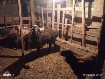 французского бульдога: Домашняя овца, представленная на фотографии, имеет темный окрас шерсти