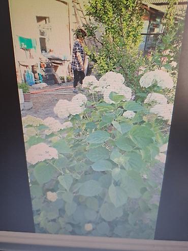 Смородина: Смородина — 16