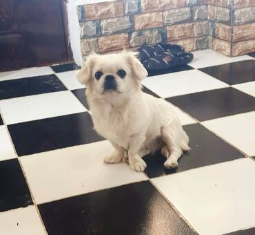 İtlər: Pekines, 8 ay, Dişi