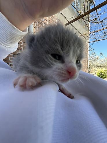 Pişiklər: Şotland, Erkək, Dişi, Yaxşı əllərə, Ünvandan götürmə — 2