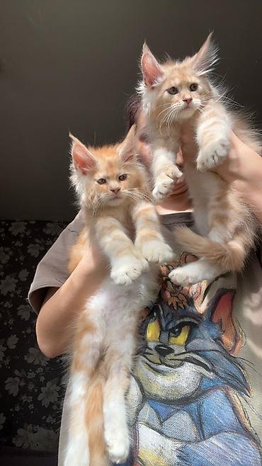 Продажа кошек: Предлагается эксклюзивные мощные котята породы мейн-кун. Эти котята — 6