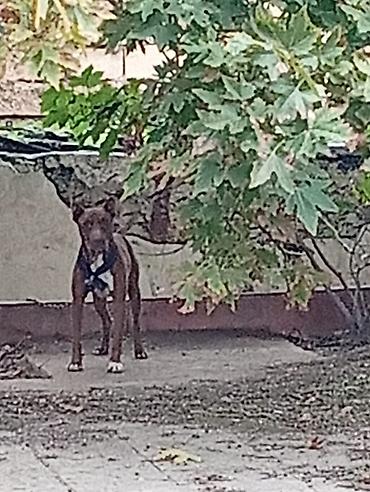 dana erkek: Pitbul, 4 ay, Dişi, Cütləşmə üçün, Ünvandan götürmə — 2