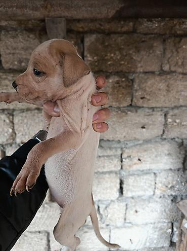 şpis itler: Pitbul, 1 ay, Erkək, Ödənişli çatdırılma — 6