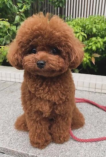 mini toy pudel: Pudel, 2 ay, Sənədli — 1