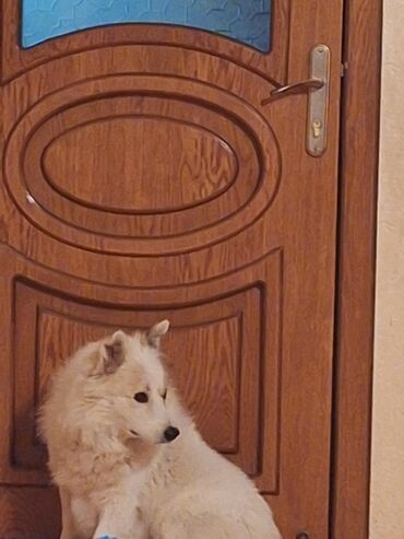 İtlər: Samoyed, 1 il, Erkek, Ünvandan götürmə