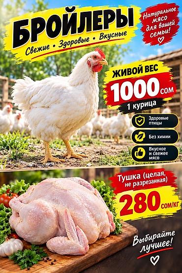 сварочный полуавтомат 2 в 1: Бройлеры — свежие, здоровые и вкусные. Предлагаем: - Живой вес: 1 — 1
