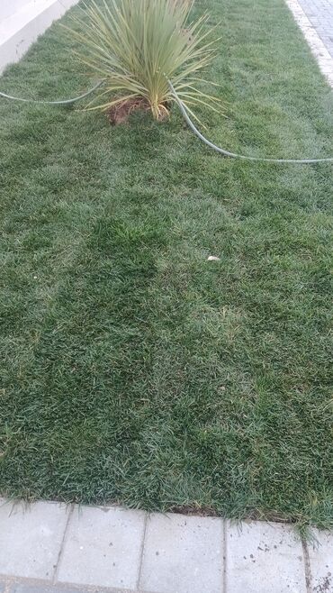 Toxumlar: IşQazon catrlma qurasdrmasi gul ciceyle baqlarin bezedilmesi 24/7 — 5