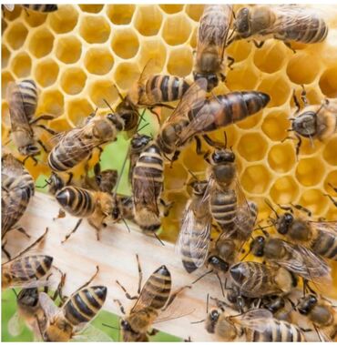 овощерезка бишкек: Продаю пчело семей по 6 тыс. г.Бишкеке с/х Ала тоо