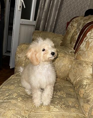 İtlər: Pudel, 4 ay, Dişi, Ünvandan götürmə, Ödənişli çatdırılma — 2
