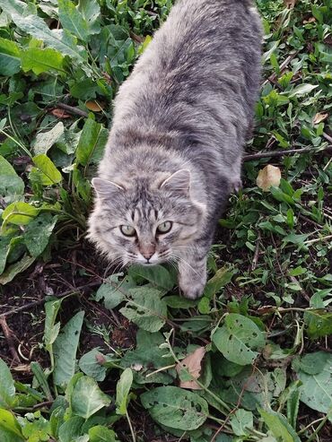 Цветы и букеты: Коробка с цветами в нежно‑розовой гамме. - Композиция в круглой — 4