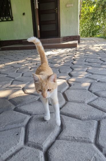 Отдам даром кошку: Мальчик