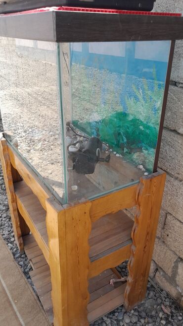 akvarium aksesuarlari: Akvarium satılır,stolu ilə birlikdə,tam idral vəziyyətdədir,ölçüsü
