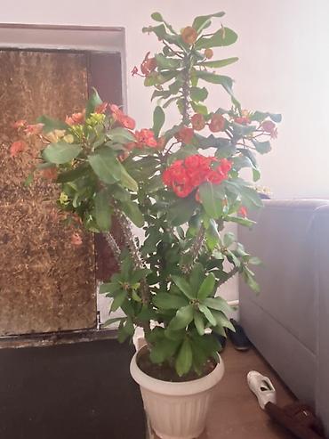 молочай цветы: Молочай Миля (Euphorbia milii) — крупный куст в напольном горшке. - — 3