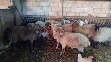 Qoyunlar, qoçlar: Sağlam cavan heyvanlardi kom satılır Kurdexanidadi. Ümumi 12 Heyvandi — 10