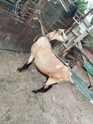 чип для животных: Продаю дойная коза 2кот 3 козлятами Цена 27 000 сом прашла год да 3.5