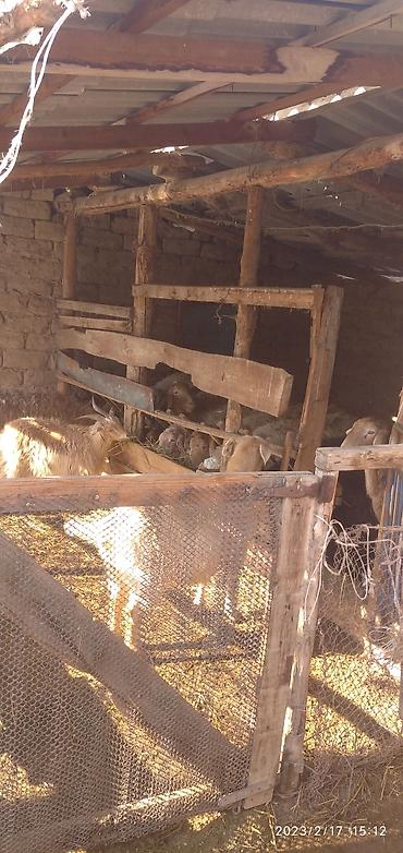 Продажа коттеджей и домов: Продается Дом 4-х комнатный В селе Степное Жайылский Р зал большой в — 10