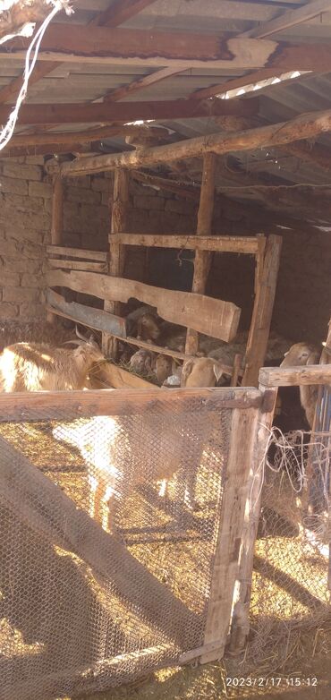 Продажа домов: Дом, 75 м², 4 комнаты, Собственник, Косметический ремонт — 13