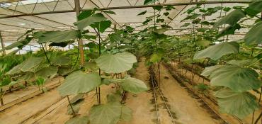 Bağ evlərinin satışı: Bakı, Türkan qəs., 1500 kv. m, 7 otaqlı, Hovuzlu, Qaz, İşıq, Su — 12