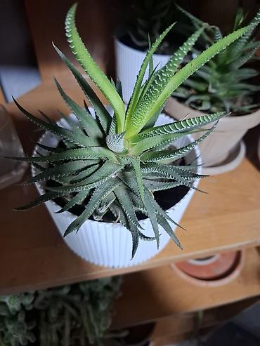 Другие комнатные растения: Продаю Много Комнатных Расстений — 8