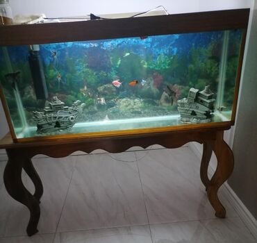 Pişiklər: Akvarium 250azn.Unvan razin.(Kod8284)Aytac26