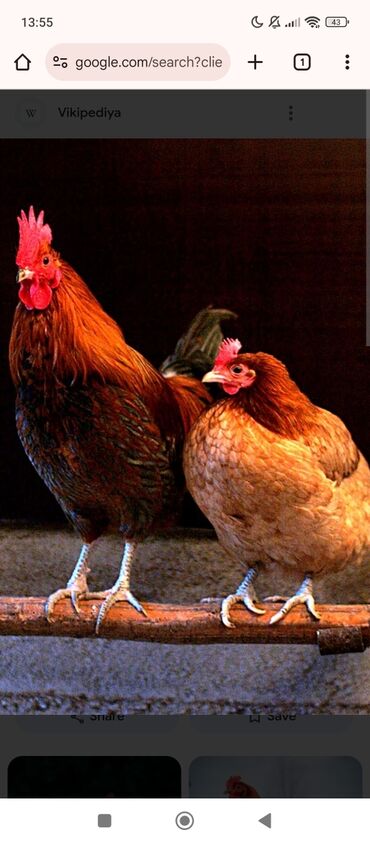 quş qefesleri: DİQQETLE OXU !! YUMURTLAYAN TOYUG ALİRAM 30 DENE 10 AZNDEN SATAN VARSA