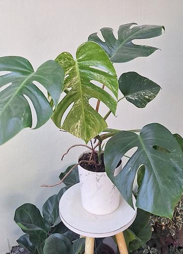 монстера альба: Монстера альба (variegata) - Молодое растение в активном росте, с — 1
