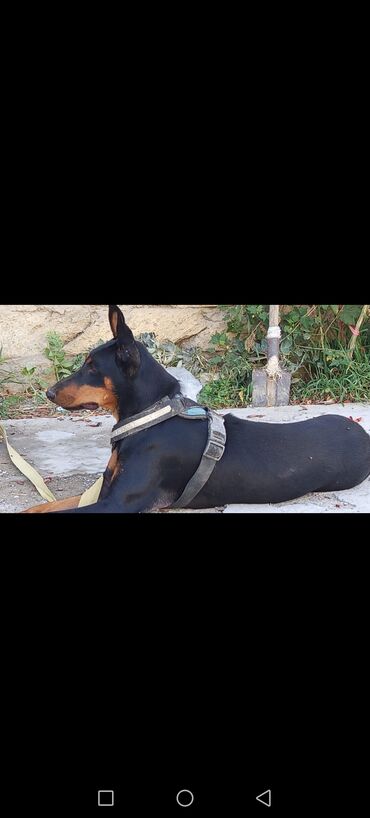 it cinsi adlari: Doberman