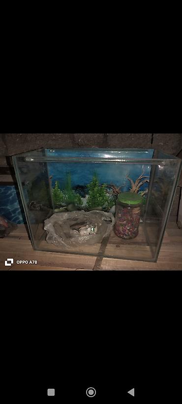 akvarium aksesuarlari: 2si 10litr 1,20 litr deməy olar işlənmiyib qalıb evdə balacalar10 — 4