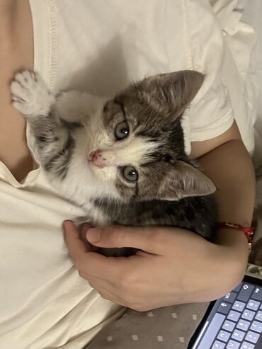 Котенок в добрые руки. Чистый, ласковый мальчик 1.5 месяца, к лотку