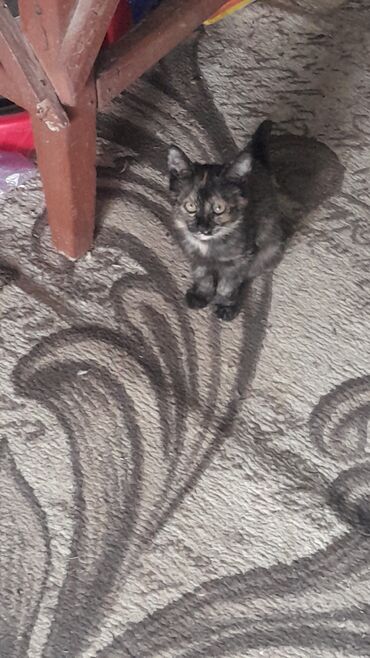 продам домик для кошки: 3 месяца, Девочка, Приучена к лотку, Проглистована at lalafo.kg продам домик для кошки: 3 месяца, Девочка, Приучена к лотку, Проглистована