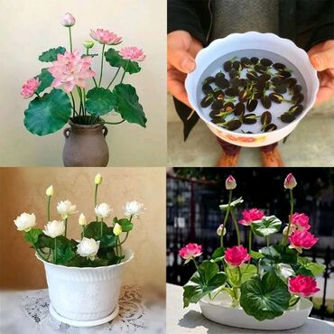 Semena i sadnice: Seme Lotosa Cena:500din /5 semenki Za kućni Lotus potrebna vam je