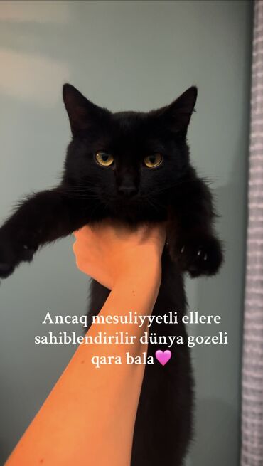 pişiklər üçün bit dərmanı: Erkək, Yaxşı əllərə, Ünvandan götürmə