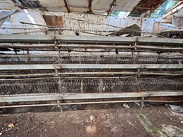 бойцовский кури: Многоярусные металлические клетки для птицы (батарея клеточного — 1