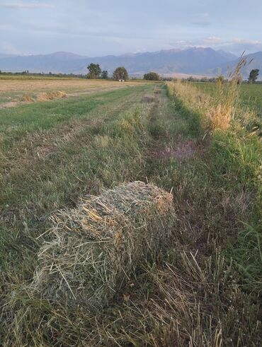 цена пшеницы в бишкеке 2022: Тюки клевер 1 укос, с разнотравьем, в Каинде, с поля отдаю по 180 сом