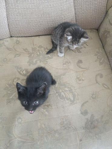 котята на продажу: Кошка даром: Беспородная, 1 месяц, Девочка, Приучена к лотку — 2