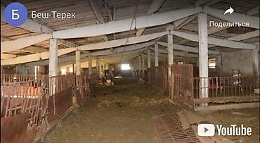 куры живые: Продаю кошару. Расположена в Московском районе, село Беш Терек — 5