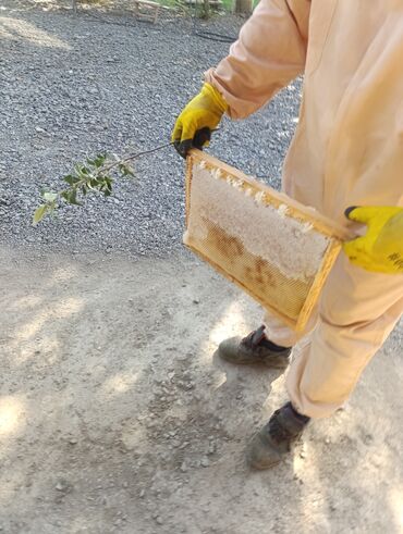 Süd məhsulları və yumurtalar: 🍯 Lənkəranın təmiz təbiətindən toplanmış şəfalı BAL satılır. Bu bal