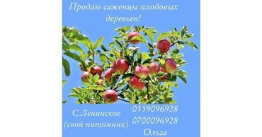 набор ключей цена бишкек: Мөмө-жемиштер