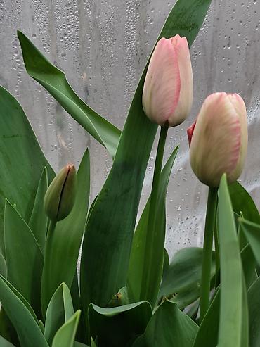 Букеты из живых цветов: ТЮЛЬПАНЫ СРЕЗАННЫЕ, МИКС СОРТОВ И ОКРАСОК - Классические бокаловидные at lalafo.kg — 5 Букеты из живых цветов: ТЮЛЬПАНЫ СРЕЗАННЫЕ, МИКС СОРТОВ И ОКРАСОК - Классические бокаловидные — 5