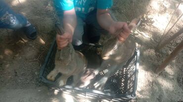 Dovşanlar: Üç ədəd qəşən dovşan satılır. Bu üçünün qiymətidir — 3