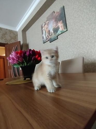 cins atlar: Qızılı rəngli bala pişik - Cins: ev pişiyi (qızılı/krem rəng çaları) — 6