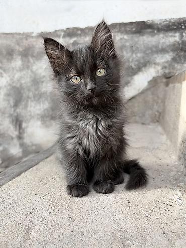 кошка крысолов: Беспородная, 2 месяца, Мальчик, Проглистована — 4