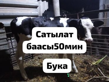 кролик декоративный: Сатам | Музоо
