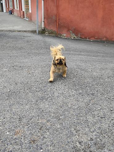 diri quzu qiymeti: Pekines, 1 il, Dişi, Peyvəndli, Ünvandan götürmə — 5