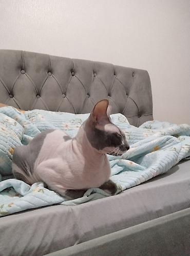 отдам котят бишкек: Сфинкс, 10 месяцев, Мальчик — 4