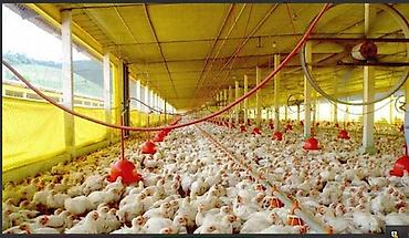 Зоотовары: 🐎 Стимулятор набора веса со стволовыми клетками костный жир со — 10