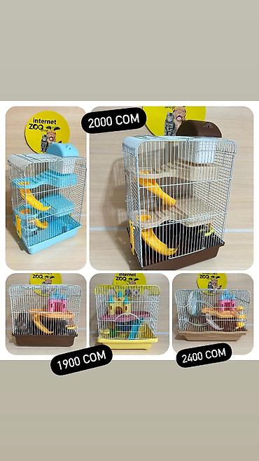 Хомяки: Продаются хомячки джунгарские, сирийские, ангорские пушистые хомячки — 17