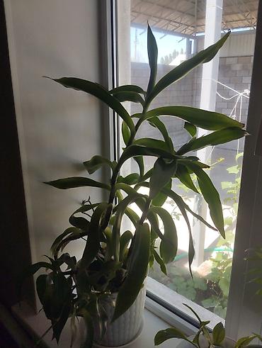Комнатное растение Dracaena (драцена), в декоративном горшке. -