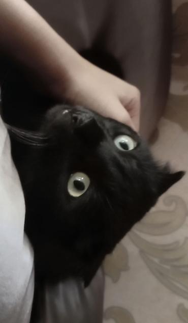 кошка черная: 2 года, Мальчик, Черный — 3